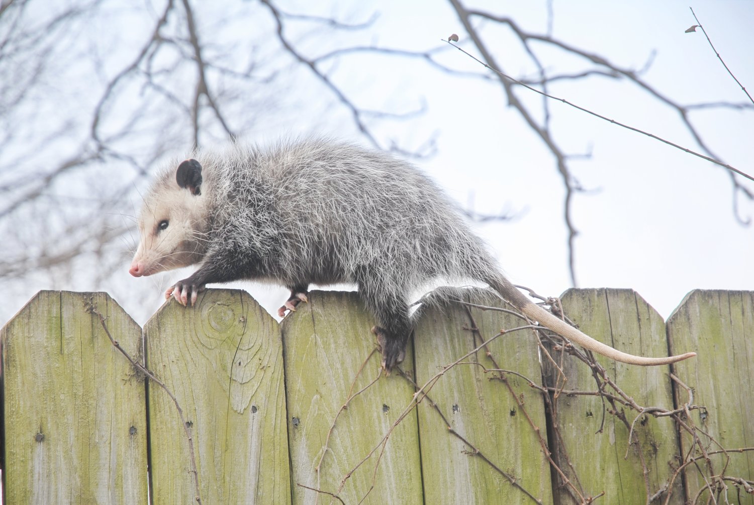 One opossum can eat about 5,000 ticks each year, so we like having them around. Yeah, those teeth are scary—but trust me, they’re really adorable. IMHO.